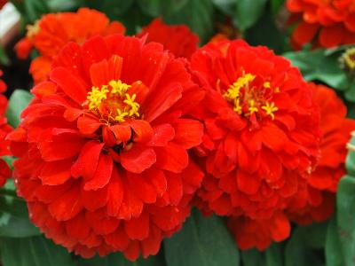 Dreamland Zinnia Scarlet 