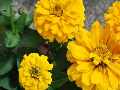 Dreamland Zinnia Yellow 