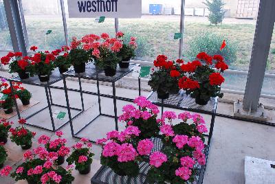   Pelargonium interspecific : As seen @ PAC-Elsner, Spring Trials 2016. Working side by side with Westhoff in the floriculture trade, at the Floricultura facility in Salinas, CA.