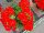 Two-in-One® Pelargonium interspecific Scarlet 