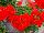 Two-in-One® Pelargonium interspecific Scarlet 