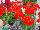 Two-in-One® Pelargonium interspecific Scarlet 