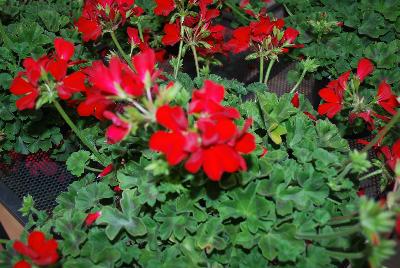 Pelargonium Two-in-One® 'Red'