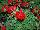 Two-in-One® Pelargonium interspecific Red 