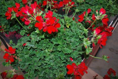 Two-in-One® Pelargonium interspecific Red 