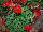 Two-in-One® Pelargonium interspecific Red 