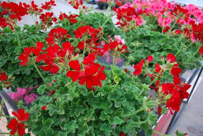 Two-in-One® Pelargonium interspecific Red 