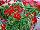 PAC-Elsner: Pelargonium interspecific 'Red' 