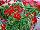 Two-in-One® Pelargonium interspecific Red 