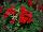 Two-in-One® Pelargonium interspecific Red 