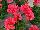 Two-in-One® Pelargonium interspecific Peach 