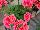 Two-in-One® Pelargonium interspecific Peach 