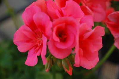 Pelargonium Two-in-One® 'Peach'