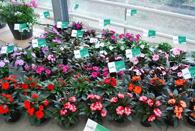   New Guinea Impatiens  : As seen @ PAC-Elsner, Spring Trials 2016. @ the Floricultura facility in Salinas, CA.  A full range or New Guinea Impatiens, Great for quart, 6-inch, gallon containers and hanging baskets, in the garden as a border or bed.