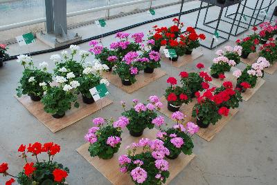   Pelargonium  : As seen @ PAC-Elsner, Spring Trials 2016 @ the Floricultura facility in Salinas, CA.