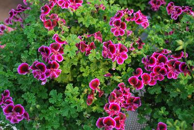 Pelargonium Angel Eyes® 'Blueberry'