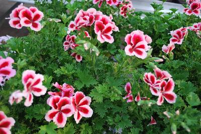   Pelargonium crispum : As seen @ PAC-Elsner, Spring Trials 2016 @ the Floricultura facility in Salinas, CA.  A beautiful specimen of Pelargonium, almost good enough to eat with a peppermint candy look.