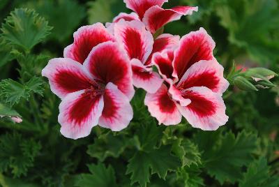   Pelargonium crispum : As seen @ PAC-Elsner, Spring Trials 2016 @ the Floricultura facility in Salinas, CA.  A beautiful specimen of Pelargonium, almost good enough to eat with a peppermint candy look.