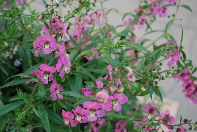 Angelonia Angelos® 'Trailing Pink'