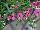 PAC-Elsner: Angelonia  'Trailing Pink' 
