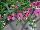 PAC-Elsner: Angelonia  'Trailing Pink' 