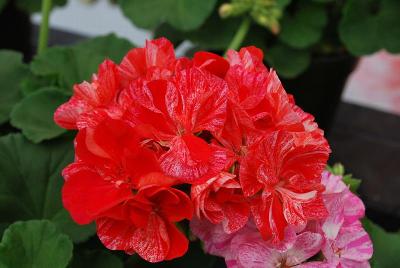 Elanos® Mosaic Geranium Red 