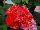 PAC-Elsner: Geranium  'Red' 