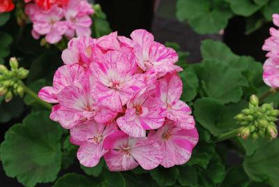 Geranium Elanos® Mosaic 'Violet'