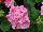 PAC-Elsner: Geranium  'Violet' 