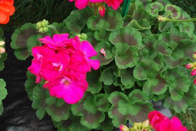 Elanos® Geranium Deep Pink 