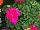 PAC-Elsner: Geranium  'Deep Pink' 