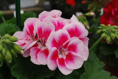 Geranium Flower Fairy® 'White Splash'