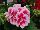 PAC-Elsner: Geranium  'White Splash' 