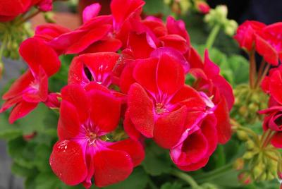 Geranium Flower Fairy® 'Velvet'