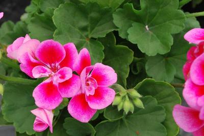 Flower Fairy® Geranium Rose 