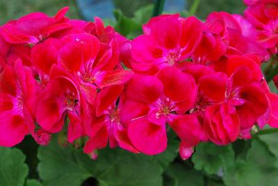 Flower Fairy® Geranium 'Berry'