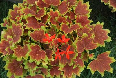 Vancouver Geranium Centennial 