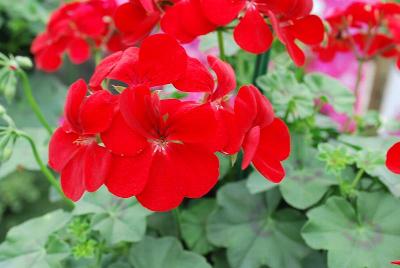 Shiva Geranium Dark Red 