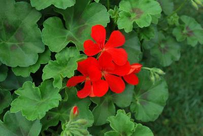 Geranium Shiva 'Orange'