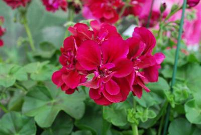 Geranium Dandy 'Merlot'