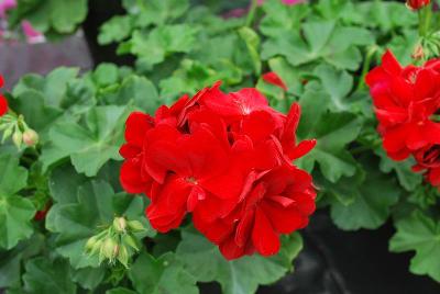 Geranium Dandy 'Brilliant Red'