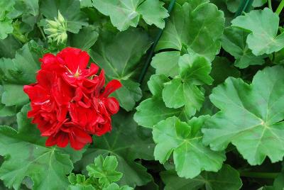 Geranium Dandy 'Brilliant Red'