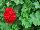 PAC-Elsner: Geranium  'Brilliant Red' 