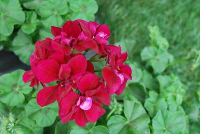 Geranium Dandy 'Merlot'