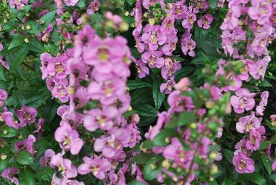 Angelonia Angelos 'Lavender Pink'