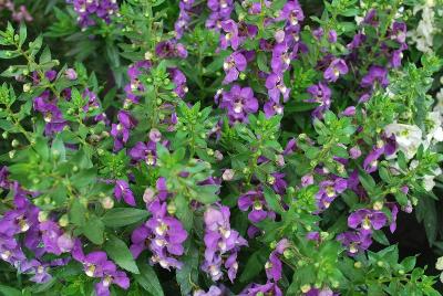 Angelonia Angelos 'Blue'