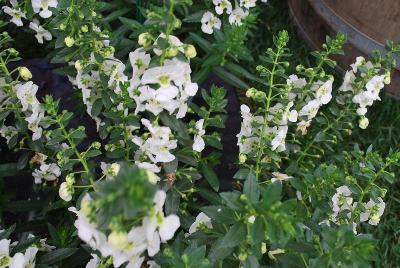 Angelonia Angelos 'White'