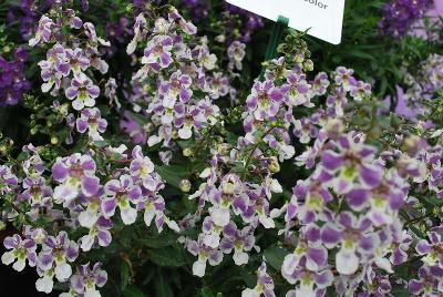 Angelonia Angelos 'Bicolor'