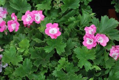 Bermuda Geranium Soft Pink 