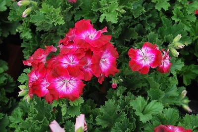 Bermuda Geranium Dark Red 